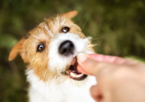 Happy dog enjoying Pure Pup Treats